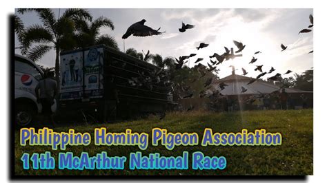 mcarthur pigeon race prize|PHA 11th McArthur National Race 2021 .